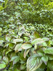 Cornus sessilis, photograph author not stated, no rights reserved