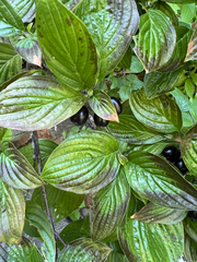 Cornus sessilis, photograph author not stated, no rights reserved