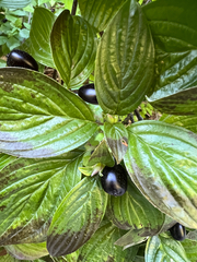 Cornus sessilis, photograph author not stated, no rights reserved