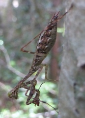 Liturgusella malagassa