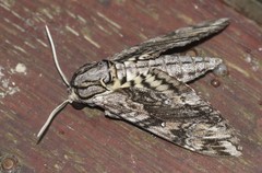 Agrius godarti
