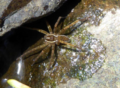 Dolomedes dondalei