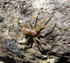 Dolomedes dondalei