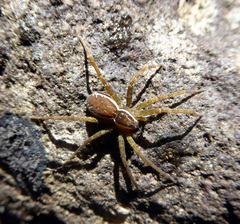 Dolomedes dondalei