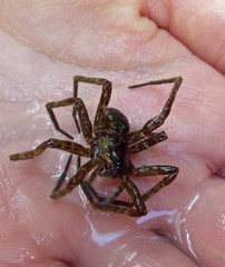 Dolomedes dondalei