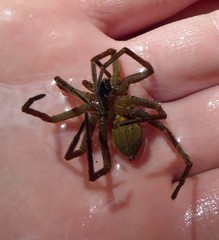 Dolomedes dondalei