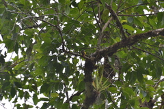 Myiotriccus ornatus