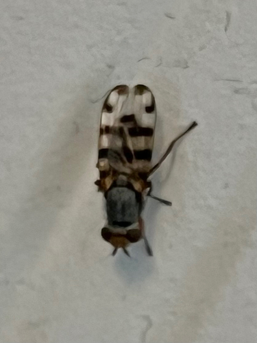 Unknown species found near Natrona County, US-WY, US