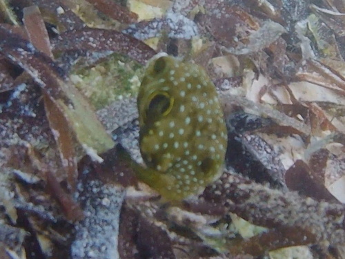 White-spotted Puffer — seen at this dive site
