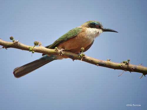 Somali Bee-eater