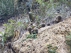 Mammillaria johnstonii