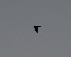 Vespertilionidae