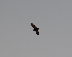 Vespertilionidae