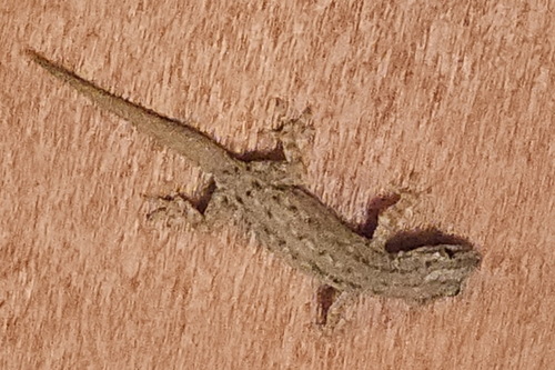 Hemidactylus frenatus