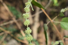 Asterohyptis stellulata