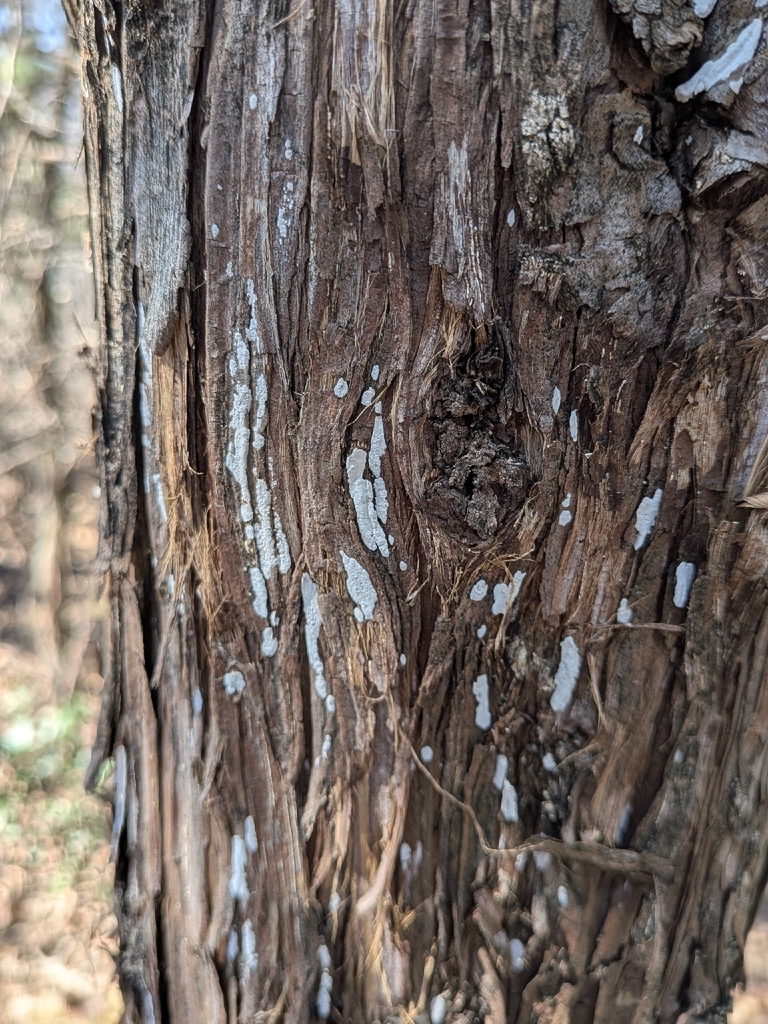 Dendrothele nivosa · February 2026 · photo: © brittany32783 (iNaturalist, cc0)