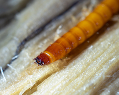 Ampedus