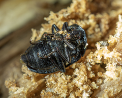 Phosphuga atrata