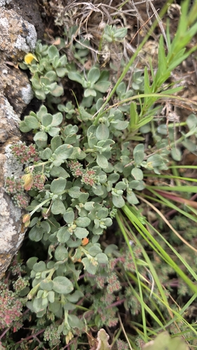 Helianthemum canariense, photograph 6