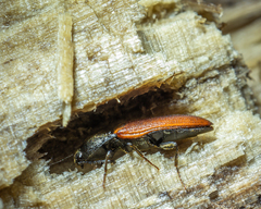 Ampedus
