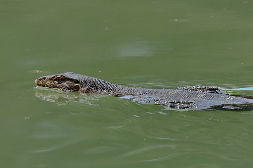 Varanus salvator
