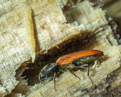 Ampedus
