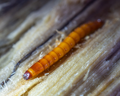 Ampedus