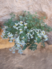 Sarcocapnos enneaphylla