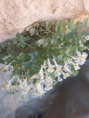 Sarcocapnos enneaphylla