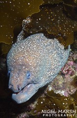 Gymnothorax porphyreus