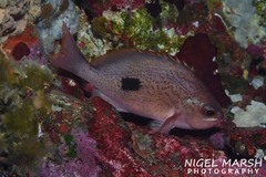 Caesioperca lepidoptera