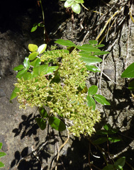 Scandia rosifolia