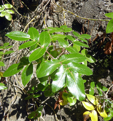 Scandia rosifolia