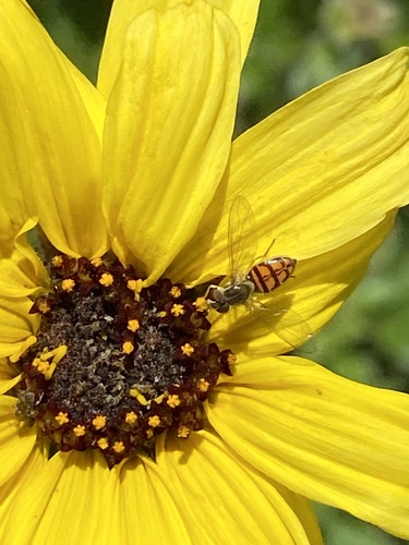 Unknown species found near Coto De Caza, CA 92679, USA