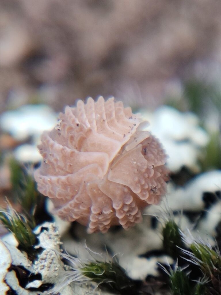 Cristarmadillidium cabanillasi