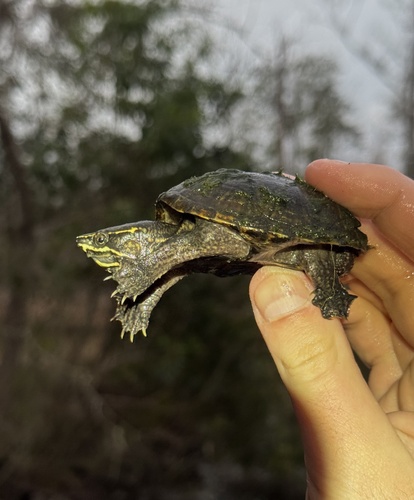Sternotherus odoratus