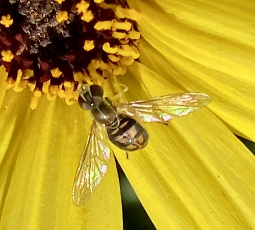 Unknown species found near Coto De Caza, CA 92679, USA