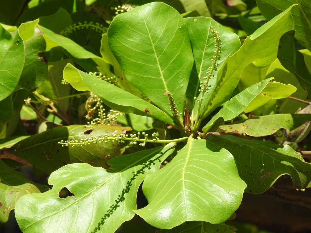 Cluster-leafs