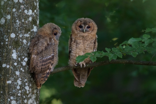 Tawny Owl
