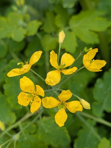 Didžioji ugniažolė nuotrauka