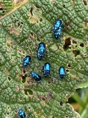 Alticina