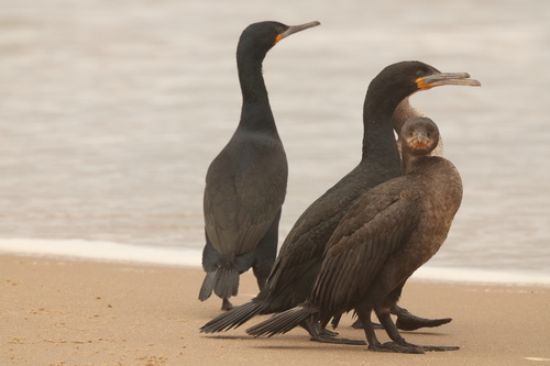 iNaturalist: (c) Philippe PERRUISSEAU-CARRIER, some rights reserved (CC BY-NC), uploaded by Philippe PERRUISSEAU-CARRIER iNaturalist image
