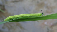 Lepidoptera