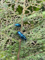 Alticina