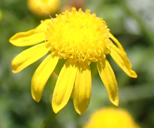 Kowanna Ragwort (Senecio ilicifolius)