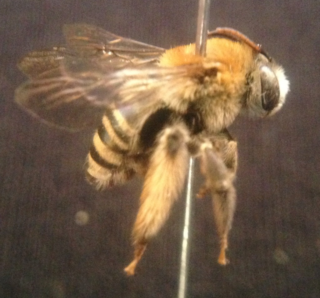 Melissodes thelypodii