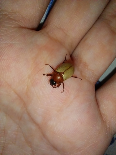 Cyclocephala melanocephala