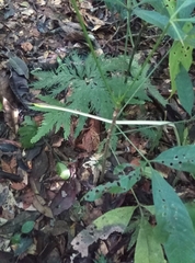 Dipsas palmeri