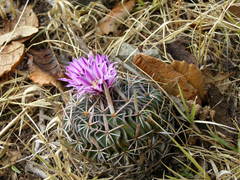 Echinofossulocactus dichroacanthus