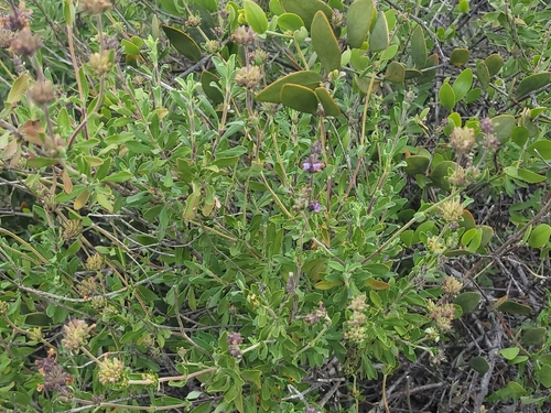 Salvia munzii, photograph 2